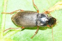 Pseudoophonus rufipes