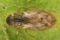 Helophorus