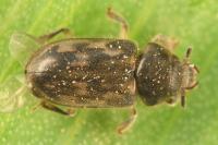 Heterocerus fenestratus