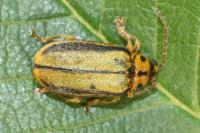Xanthogaleruca luteola