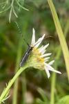 Agapanthia cardui