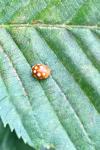 Vibidia duodecimguttata