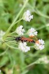 Stenopterus rufus