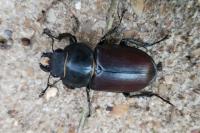 Lucanus cervus