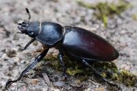 Lucanus cervus