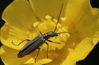 Oedemera nobilis