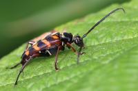 Leptura aurulenta