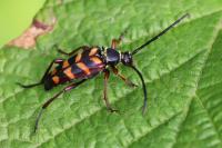 Leptura aurulenta
