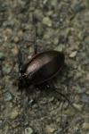 Carabus nemoralis