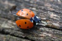 Coccinella septempunctata