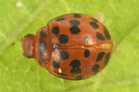 Subcoccinella vigintiquatuorpunctata