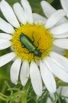 Psilothrix viridicoerulea