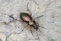 Carabus auratus