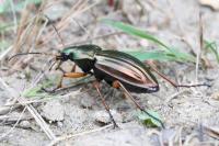 Carabus auratus