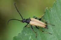 Stictoleptura rubra