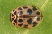 Oenopia conglobata