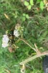 Rutpela maculata