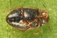 Hydroglyphus geminus