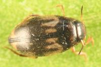 Hydroglyphus geminus