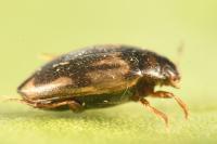 Hydroglyphus geminus