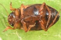 Hygrotus impressopunctatus