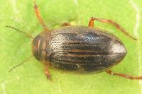 Hygrotus impressopunctatus