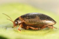 Hygrotus impressopunctatus