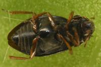 Ochthebius minimus