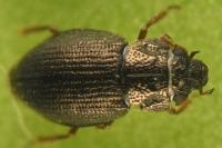 Ochthebius minimus