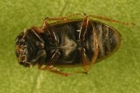 Helophorus minutus