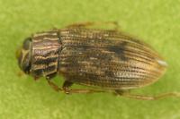 Helophorus minutus