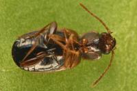 Trechus quadristriatus