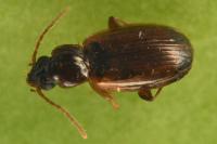 Trechus quadristriatus