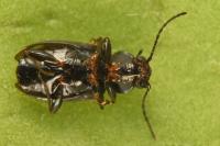 Bembidion lunulatum