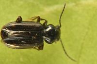Bembidion lunulatum