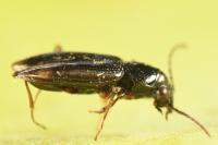 Bembidion lunulatum