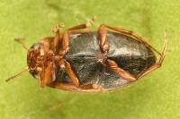 Hydroporus palustris