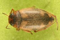 Hydroporus palustris