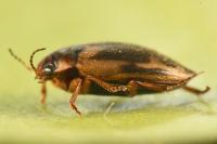 Hydroporus palustris