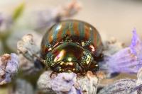 Chrysolina americana