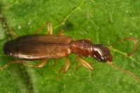 Paradromius linearis