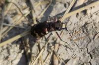 Cicindela hybrida