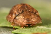 Hypocassida subferruginea