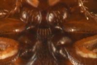 Stilbus testaceus
