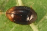 Stilbus testaceus