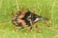 Nanophyes marmoratus