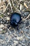 Timarcha goettingensis