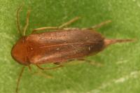 Mordellistena neuwaldeggiana