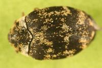 Anthrenus fuscus