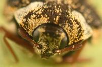 Anthrenus fuscus